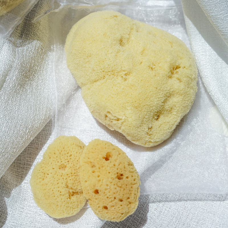 Deep Sea natural silk sponge 深海天然絲綢海綿